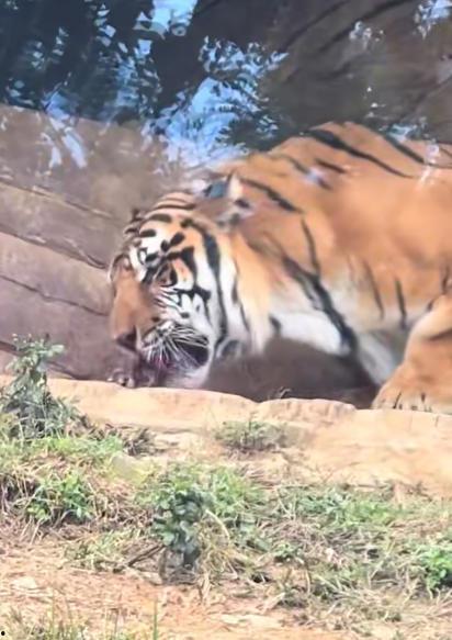 关于老虎的视频,野生王者之神秘生活