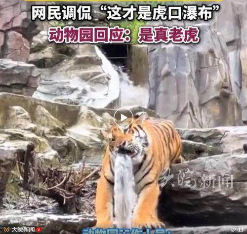 关于老虎的视频,野生王者之神秘生活