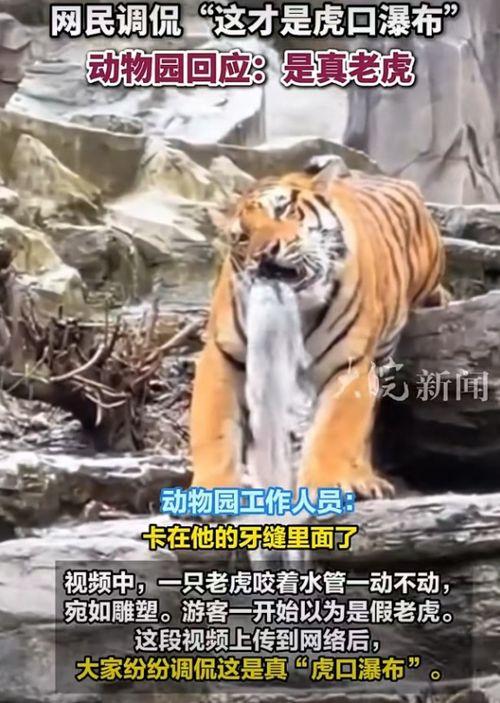 关于老虎的视频,野生王者之神秘生活