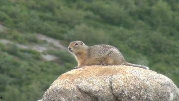 地鼠视频,视频带你走进它们的奇妙世界