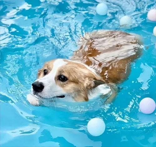 狗狗游泳视频,欢乐游泳瞬间回顾