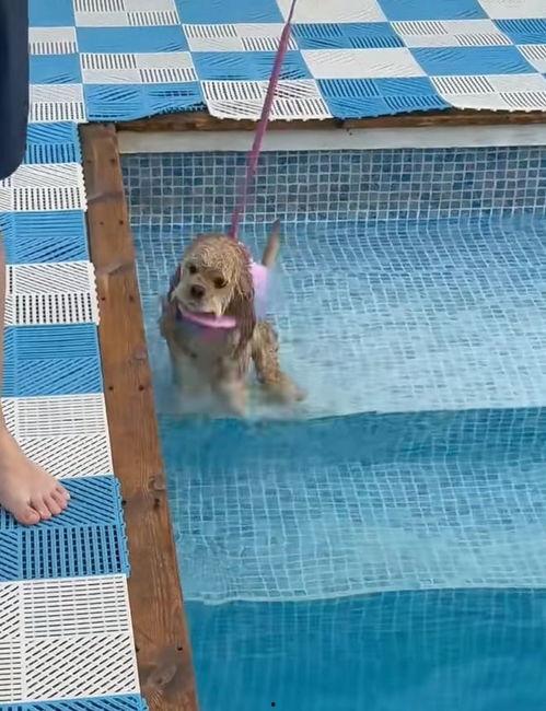 狗狗游泳视频,欢乐游泳瞬间回顾