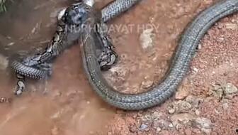 眼镜王蛇的视频,惊心动魄的丛林猎杀