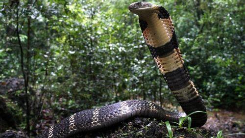 眼镜王蛇的视频,惊心动魄的丛林猎杀