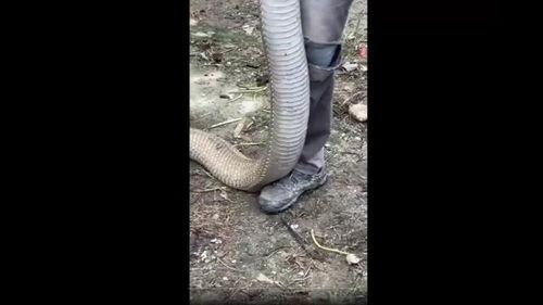 眼镜王蛇的视频,惊心动魄的丛林猎杀