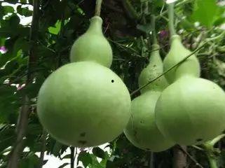 今日熟瓜,揭秘瓜果成熟背后的秘密