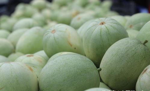 今日熟瓜,揭秘瓜果成熟背后的秘密