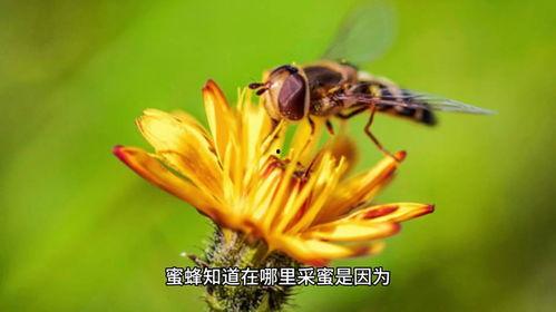 蜜蜂采蜜的视频,大自然的甜蜜劳作