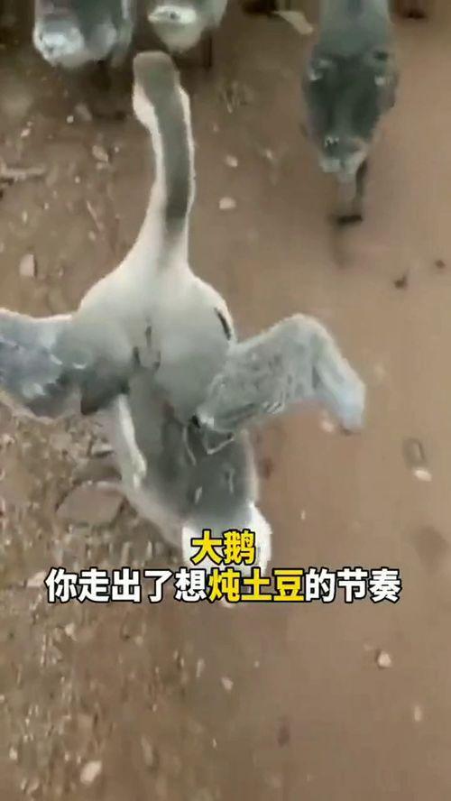 鹅走路视频,鹅走路视频背后的趣味观察
