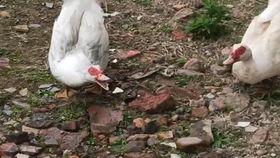 鹅走路视频,鹅走路视频背后的趣味观察