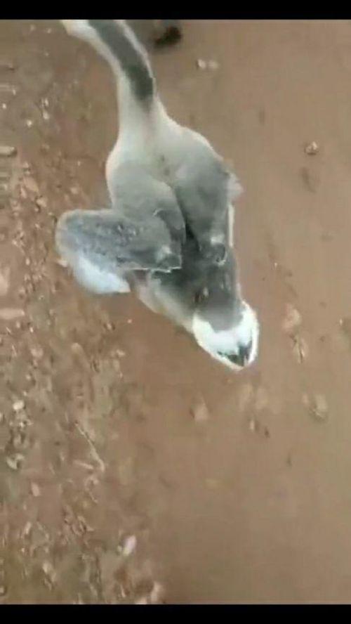 鹅走路视频,鹅走路视频背后的趣味观察