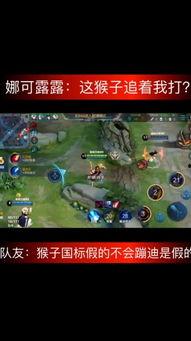 国服猴子视频,揭秘猴子们的欢乐日常与技能展示