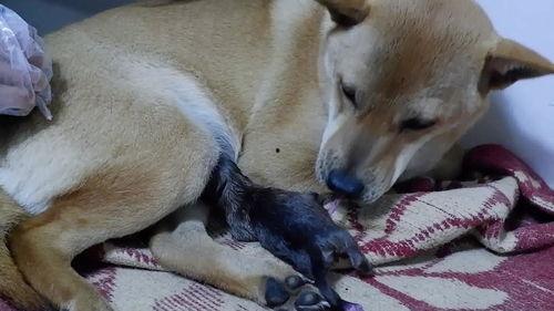 狗狗生崽视频,狗狗生崽温馨瞬间回顾