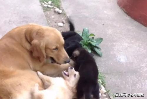 狗狗生崽视频,狗狗生崽温馨瞬间回顾