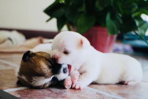 狗狗生崽视频,狗狗生崽温馨瞬间回顾