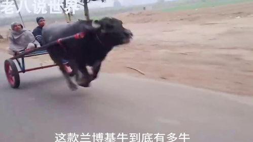 牛拉车视频,传统农耕文化的生动写照