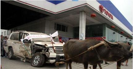 牛拉车视频,传统农耕文化的生动写照