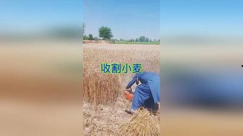 割麦视频