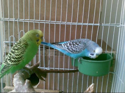 虎皮鹦鹉视频叫声,欢快与哀愁交织的鸟语世界