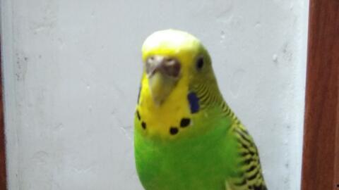 虎皮鹦鹉视频叫声,欢快与哀愁交织的鸟语世界