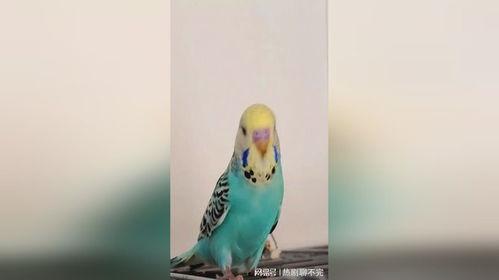 虎皮鹦鹉视频叫声,欢快与哀愁交织的鸟语世界