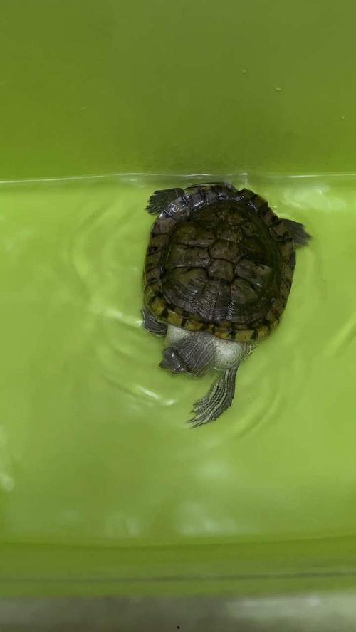 乌龟走路视频,捕捉自然界的慢生活瞬间