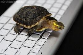 乌龟走路视频,捕捉自然界的慢生活瞬间