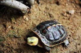 乌龟走路视频,捕捉自然界的慢生活瞬间