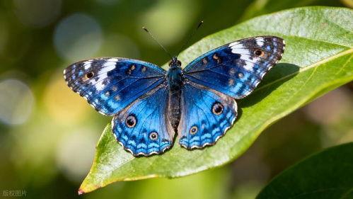 蝶视频,探索视觉艺术的新境界