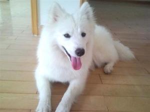 银狐犬视频,视频中的灵动精灵