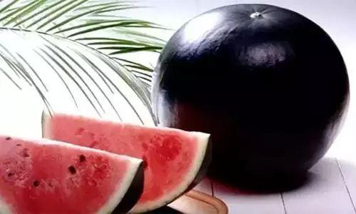 色西瓜视频,揭秘热门短视频的魅力与奥秘